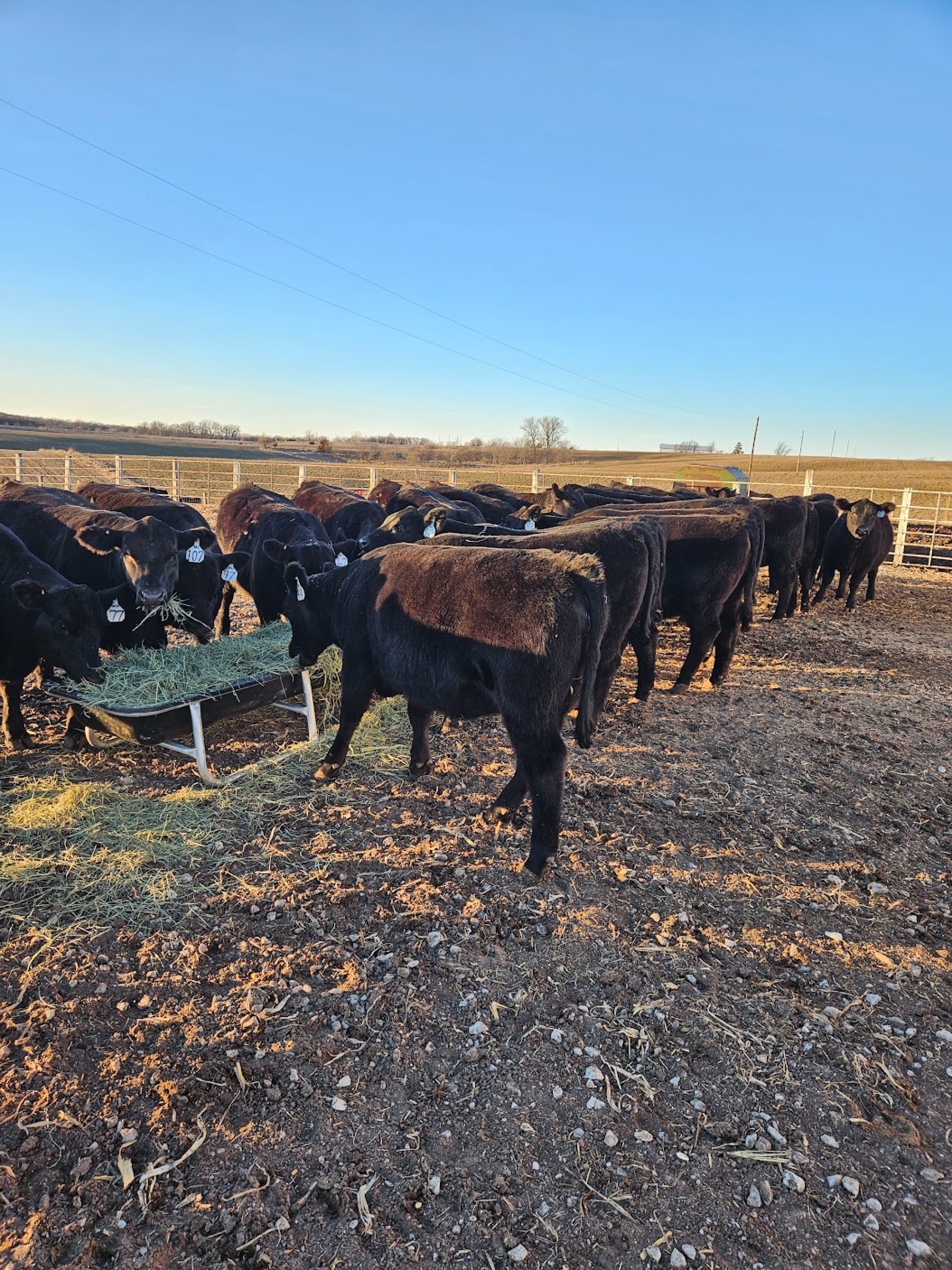 Black cows at a feeder trough